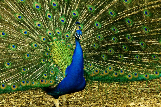 Entrance Ticket to the Farm of Hacienda Orosi - Included Experiences