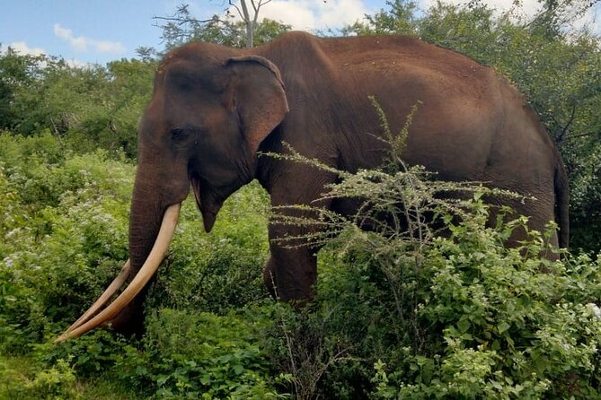 Entry Tickets Udawalawa National Park - Review Summary