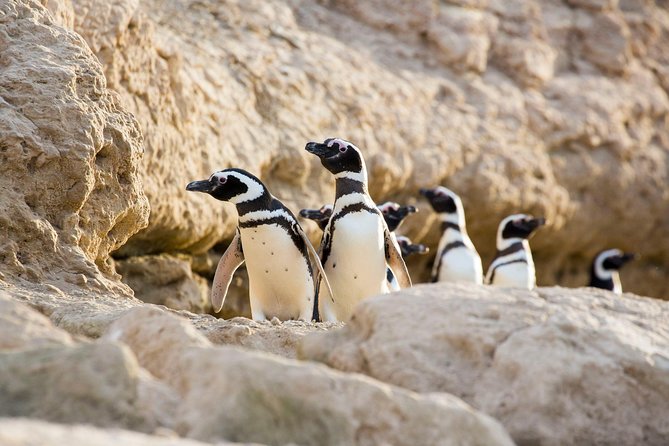 Estancia San Lorenzo: Home of the Largest Penguin Colony - Visiting the Penguin Colony