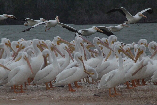 Everglades National Park Small Group Guided Boating and Walking Expedition - Explore the Coastal Ecosystems