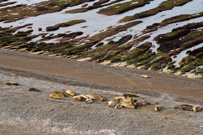 Excursion to the Valdés Peninsula From Puerto Madryn - Visiting the Punta Pirámides Viewpoint