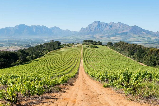 Experience 16 Wine Tasting & 6 Cheese Pairing Across 3 Vineyards - Vineyard Highlights