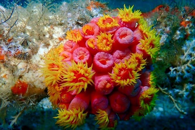 Experience Peanut Island Adventures - Kayaking Around the Island