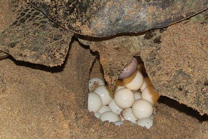 Experience With Sea Turtles in Boavista - Expert Turtle Spotting Guides