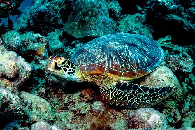 Exploration Dives for Experienced Divers - Veranda Tamarin Hotel and Spa