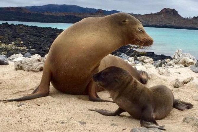 Explore San Cristobal & Santa Cruz Galapagos Islands - 5 Days - Hiking and Tortoise Encounters