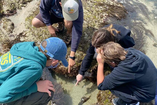 Explore San Diego Tide Pools With a Marine Biologist - Educational Aspects of the Exploration