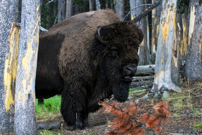 Family Friendly Private Tour at Yellowstone National Park W/Lunch - Whats Included