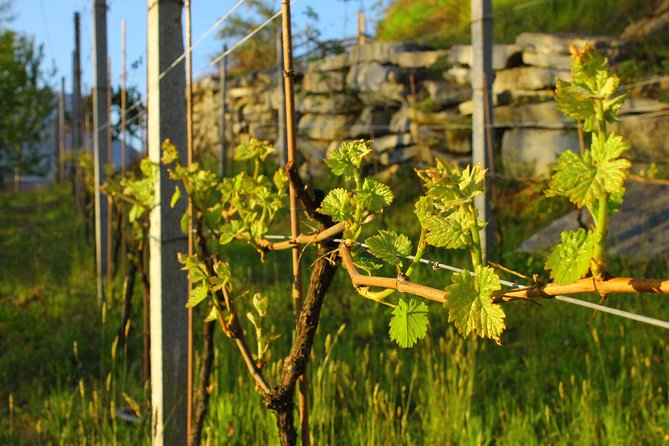 Family Tasting - a Little Tasting - Cancellation Policy