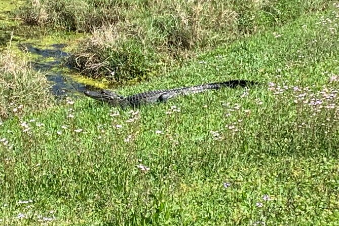 Florida Backroads E-Bike Tour - Wildlife Encounters