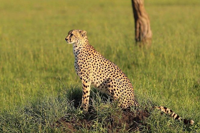 Fly Inn to Central Serengeti From Zanzibar Featuring Ngorongoro & Tarangire Park - Exploring the Ngorongoro Crater