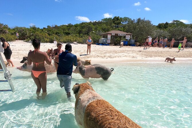 Fly To The Exuma Swimming Pigs - Exploring the Swimming Pigs