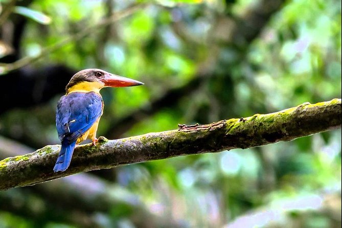 Frasers Hill Bird-Watching & Nature Sightseeing Tour From Kuala Lumpur - Unique Bird Species to Spot
