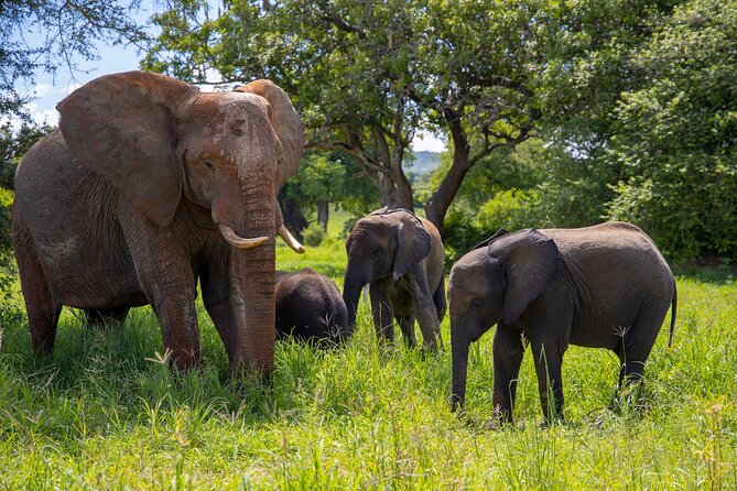 From Arusha: 11 Days Famous Serengeti Inside Out Safari Trip - Itinerary and Highlights