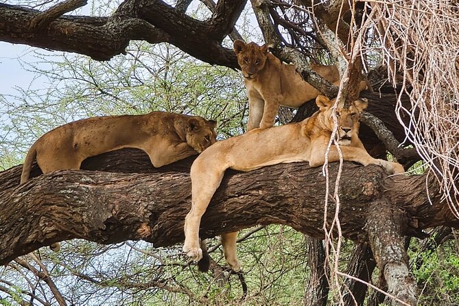 From Arusha: 11 Days the Classics Northern Tanzania Safari - Accommodations and Meals
