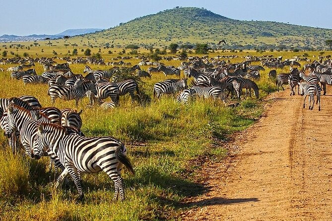 From Arusha: 5 Days Classic Safari Cats, Calves & Crater - Park Fees and Taxes