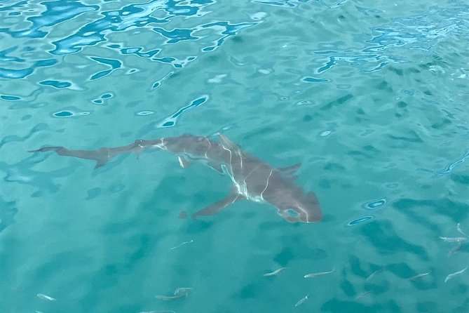 From Cape Town :Cape Agulhas &Whale Watching Tour in Hermanus - Travel Details