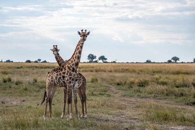 From Livingstone, Victoria Falls or Kasane - Chobe Day Tour - Inclusions and Amenities