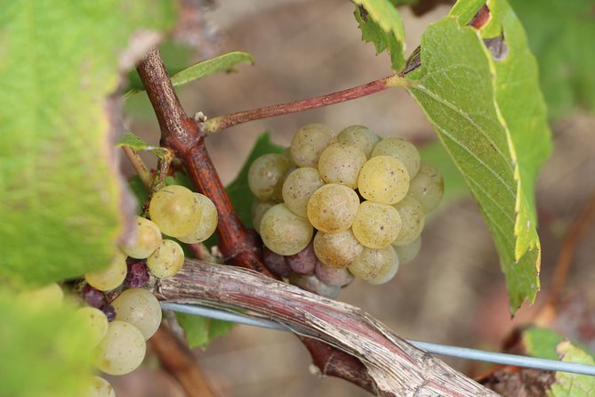 From Nantes - Vineyard of Nantes in Minivan - Half Day - Vineyard Visit and Tastings