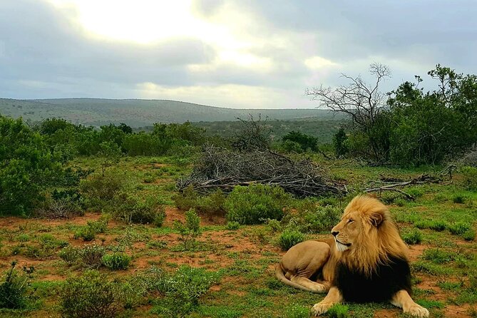 Full Day Addo and Schotia Private Game Reserve Safari - Spotting the Big Five and More