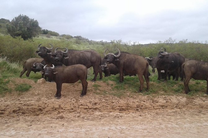 Full Day Addo Elephant National Park Safari Wit BBQ:Thentic Tours - Itinerary Overview