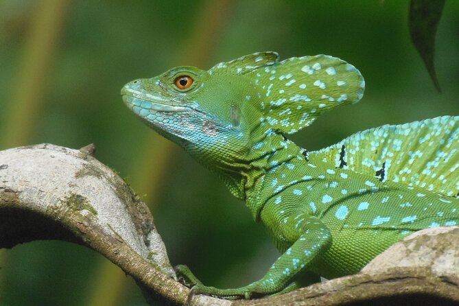Full-Day Arenal Volcano and Rain Forest Tour From Guanacaste - Inclusions