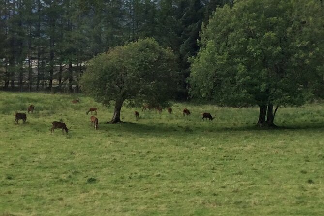 Full-Day Audio Guided Tour in Scottish Highlands and Loch Ness - Knowledgeable Guides