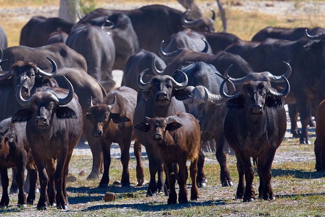 Full Day Chobe Game Drive, Guided Tour of Falls & 15 Mins Helicopter Flight - Inclusions