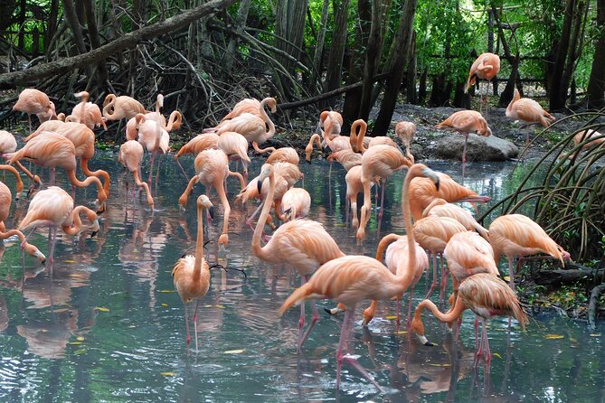 Full Day for Bird Watching With Visit to Isla Baru - Inclusions and Amenities