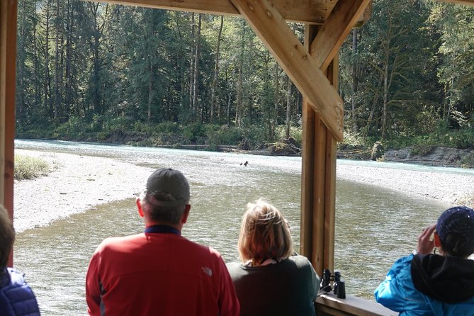 Full Day Grizzly Bear Tour to Bute Inlet - Wildlife Viewing Opportunities