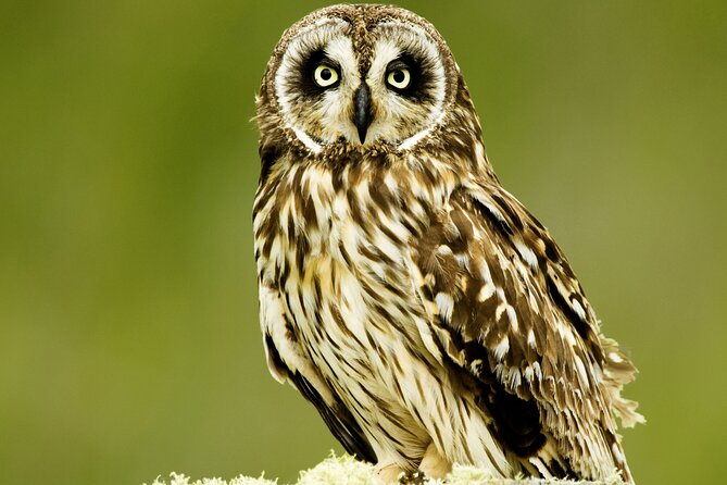 Full-Day Hakalau Forest Reserve Bird Watching Adventure - Itinerary and Inclusions