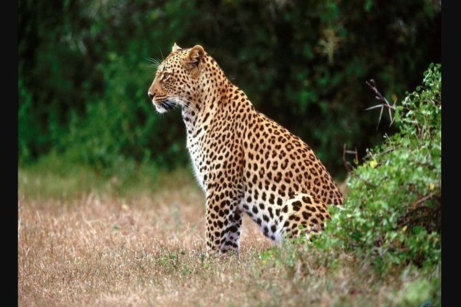 Full Day - Hluhluwe Imfolozi Game Reserve 1 Day Tour From Durban - Safari Experience