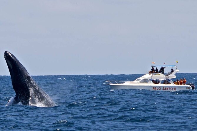 Full Day Humpback Whale Watching in Samana From Cap Cana - Inclusions