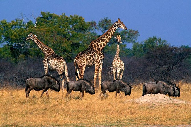 Full Day Hwange Day Trip - Highlights of the Hwange Experience