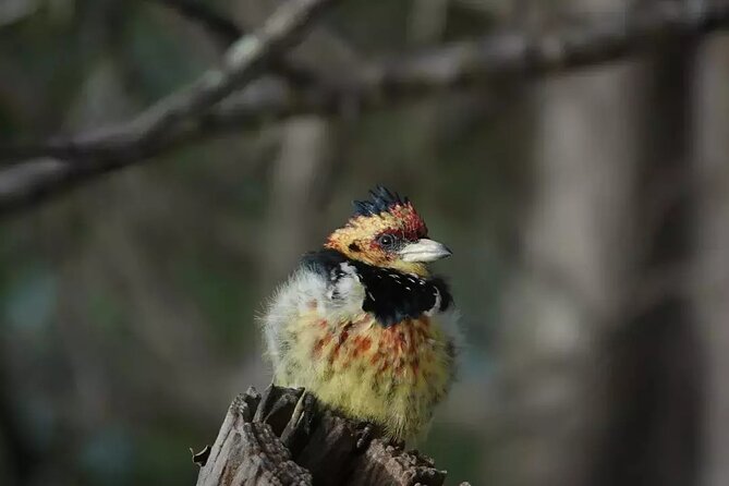 Full Day Kruger Park Wildlife Safari From Hoedspruit - Tour Inclusions and Benefits