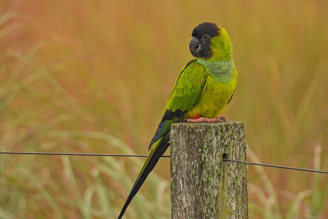 Full Day Paraguay River Nature and Wildlife Boat Tour - Inclusions and Amenities