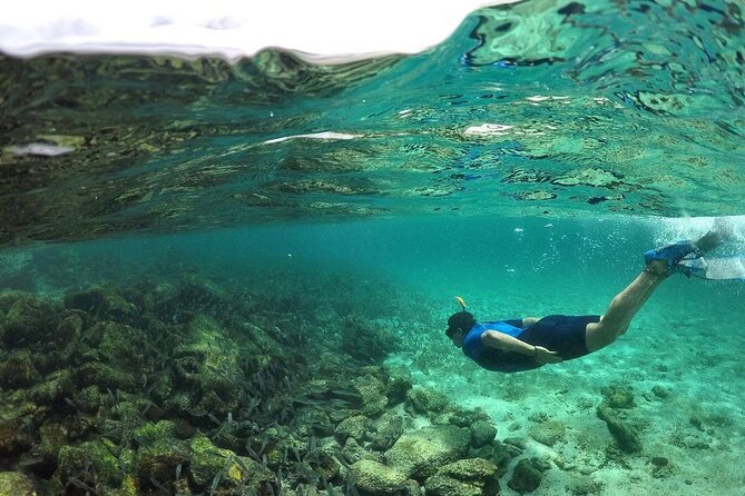 Full Day Pinzon Island, Finishing in La Fe With Snorkeling and Lunch Included - Wildlife and Activities