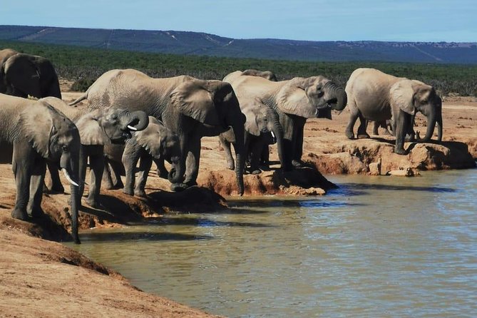 Full Day Private Addo Elephant Safari Min 2 Pax Max 6 Pax - Guest Feedback and Ratings