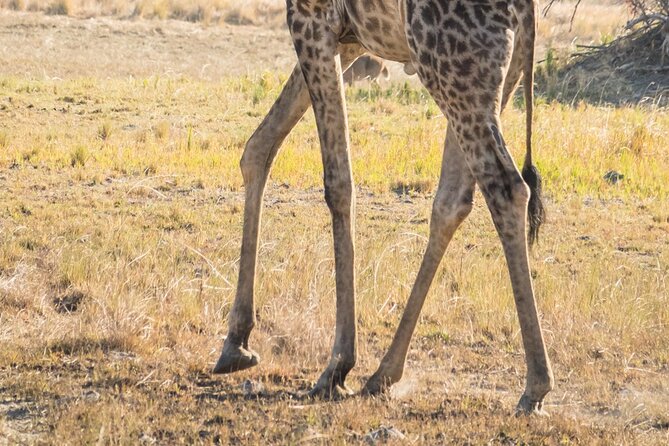 Full Day Private Pilanesberg Open Vehicle Safari - Pickup and Accessibility