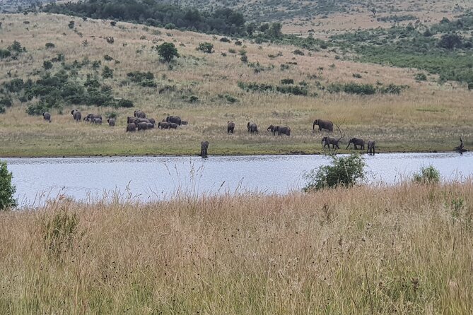 Full Day Safari From Johannesburg - Pilanesberg Nature Reserve - Pilanesberg Nature Reserve Highlights