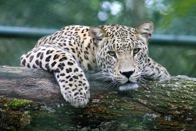 Full-day Safari Tour in Chobe - Pickup Information