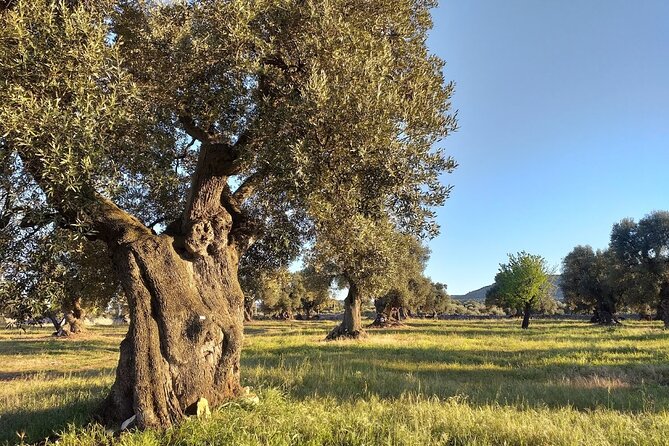 Full-day Salento Wine and Food Tour - Lunch at the Winery