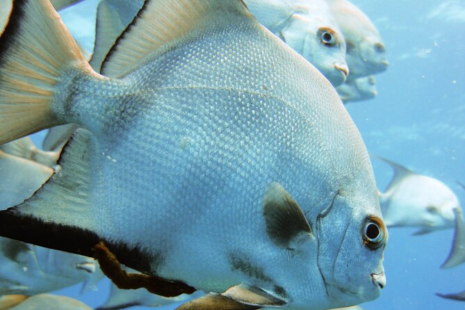 Full Day Scuba Diving in Rosario Islands - Capturing Unforgettable Memories Through Photography