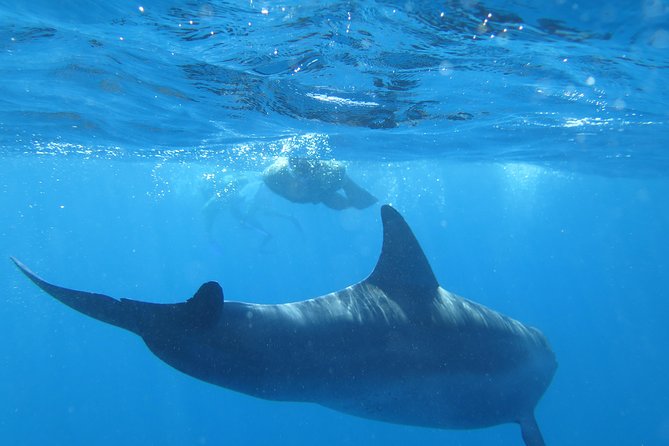 Full-Day Snorkeling With Dolphins in Hurghada With Lunch - Key Inclusions and Exclusions