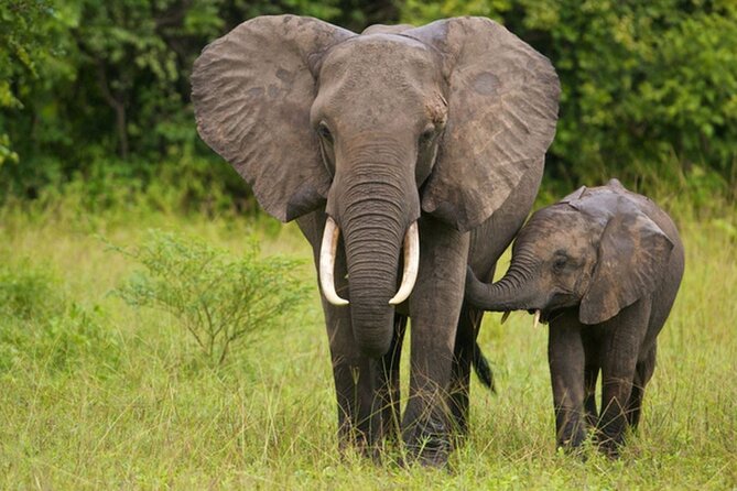 Full Day -Tala Game Reserve, Natal Lion Park, Phezulu From Durban - Wildlife Encounters