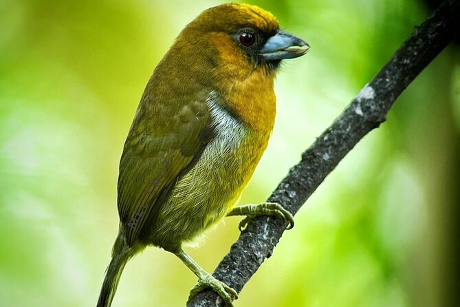 Full Day Tour Corcovado National Park. - Schedule and Availability