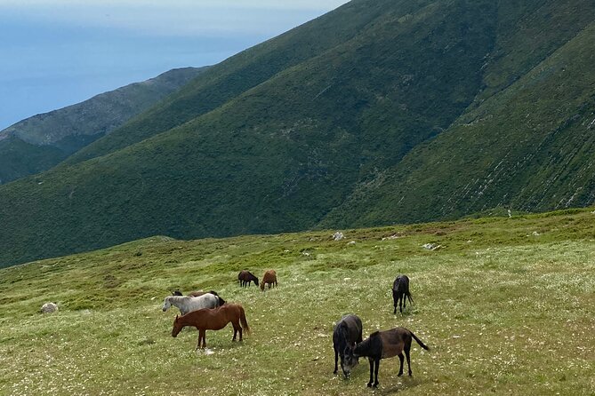 Full Day Tour From Albanian Riviera/Borsh to Dhermi and Llogara - Accessibility and Participation