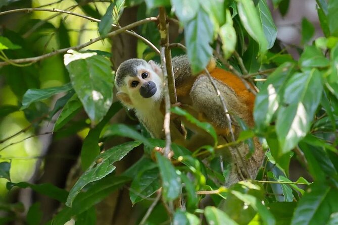 Full Day Tour Manuel Antonio National Park From San José - Inclusions