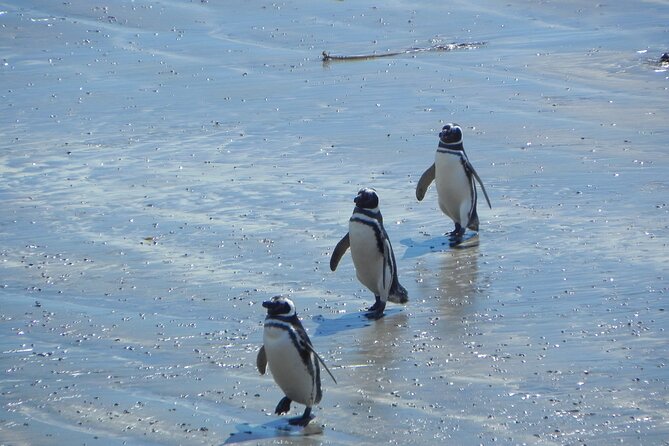 Full Day Tour Penguin Walk in Punta Tombo - Tour Schedule