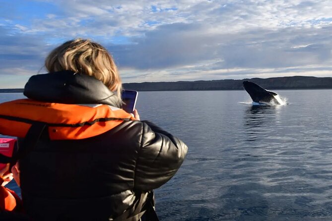 Full Day Whale Watching From Puerto Madryn - Inclusions and Pricing